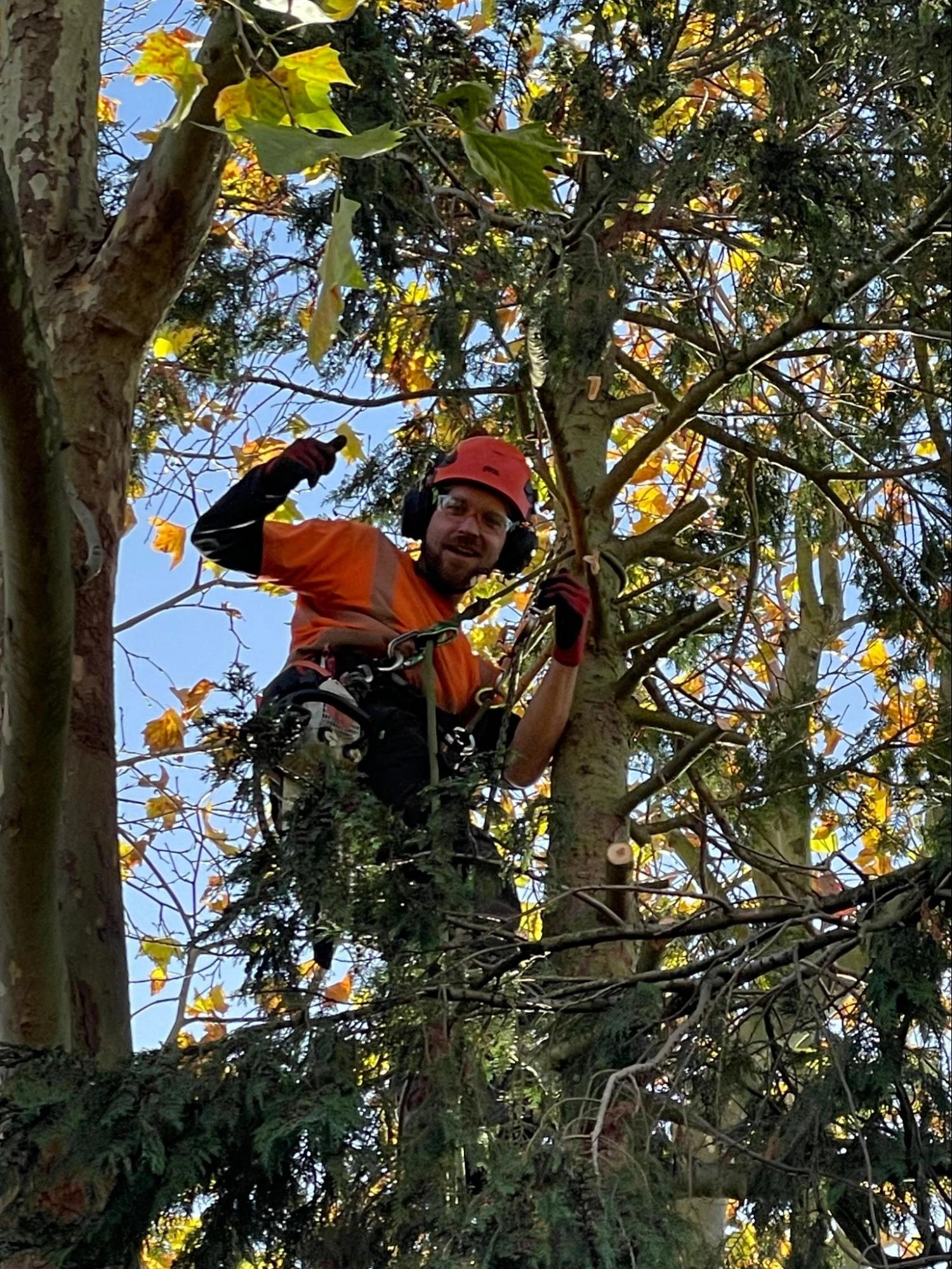 Theydon Bois Tree Care Experts